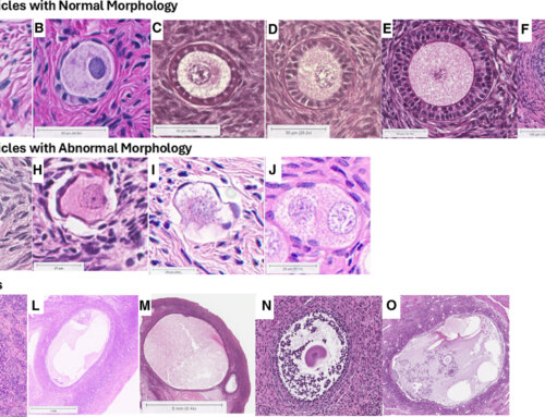 Ovarian Follicle Working Subgroup publishes new report