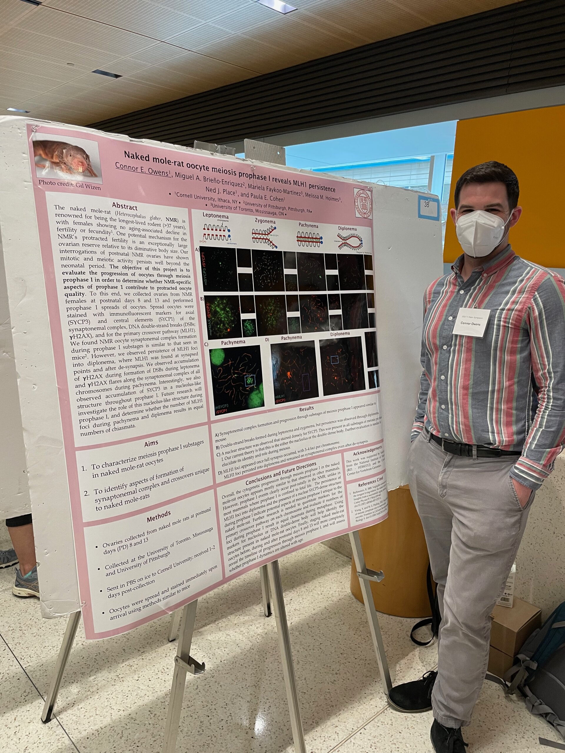 Dr Connor Owens posing in front of “Naked mole-rat oocyte meiosis prophase I reveals MLH1 persistence” poster display