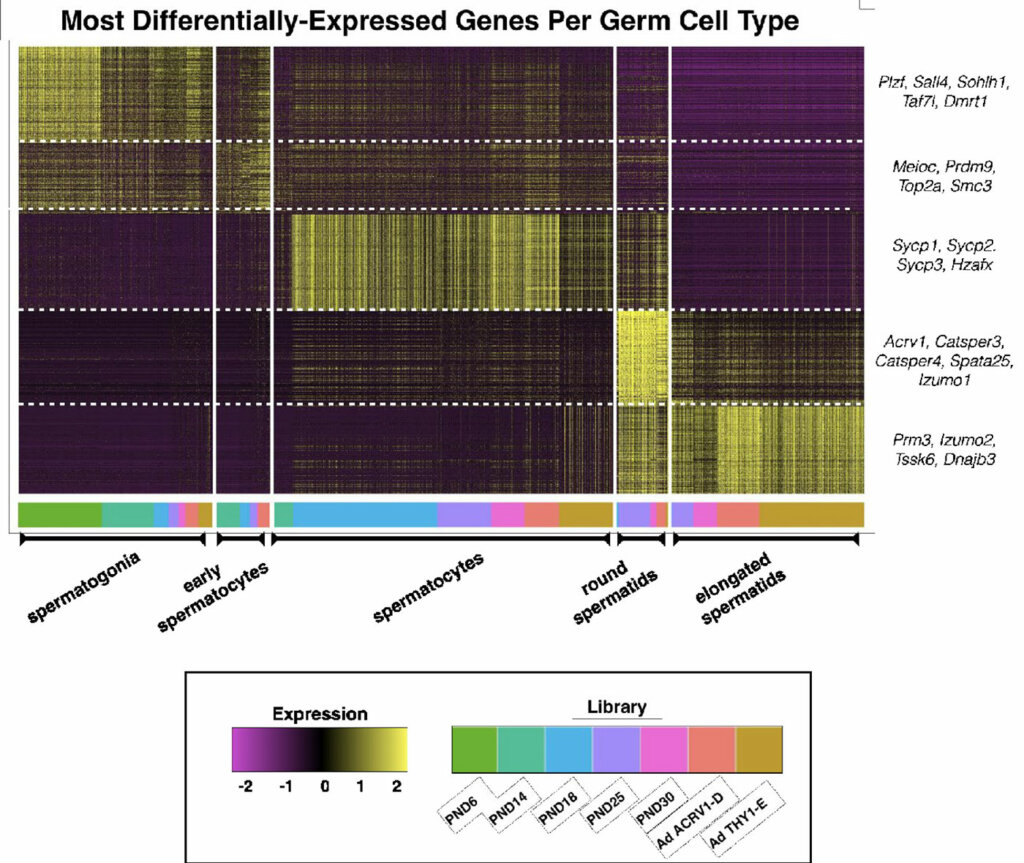 Sample of the types of graphs and readouts included with service. A standard analysis of gene expression per cell type, presented as a heat map (top panel) with quadrants defining genes (y-axis) and cell types (x-axis). A color-coded key to the gene and cell type library (bottom panel).