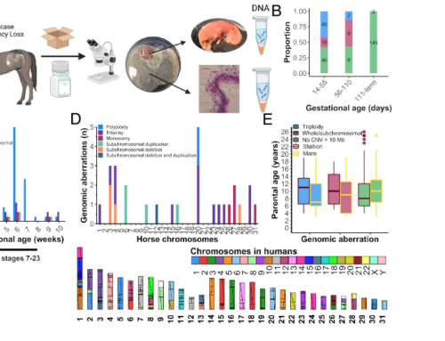 Dr. Mandi de Mestre Publishes PNAS Article on Equine Miscarriage and Chromosomal Aberration