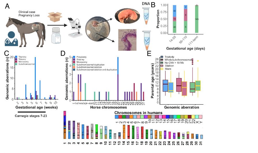 Figure from Dr. de Mestre's study demonstrating high prevalence of triploidy and aneuploidy in equine POC