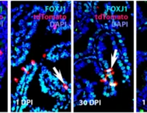 Nikitin lab members Dr. Flesken-Nikitin and Graduate Student Coulter Ralston Co-First Author Nature Communications Publication on Origins of High-Grade Serous Carcinoma (HGSC)