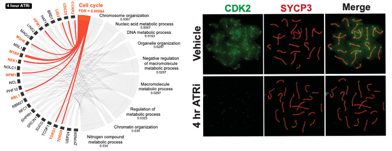 CDK2 in meiosis