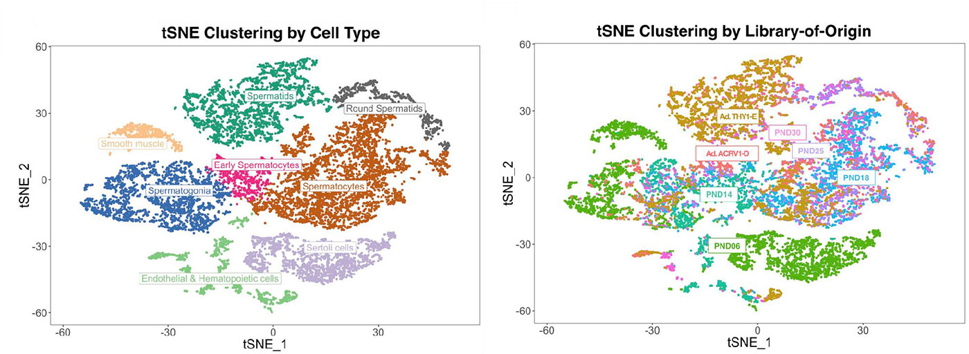 Two panels show a spatial representations of single cells clustered by cell type (left chart) and by age-specific library of origin (differing post-natal days from day 6 to day 30, plus adult (enriched for germ cells) (Right chart).