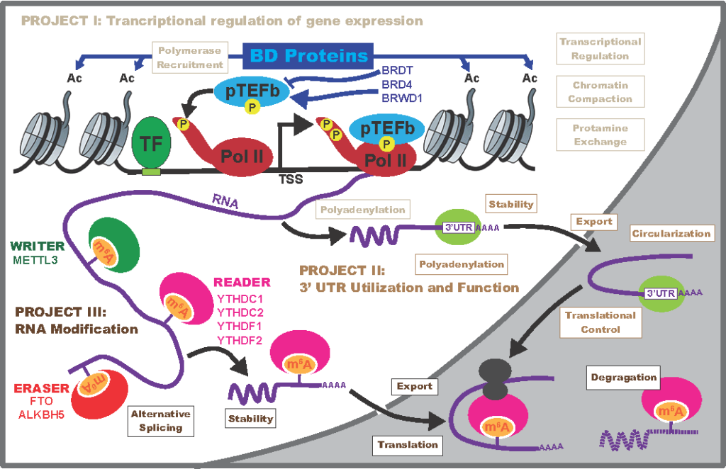 Diagram showing the three project stages described below. Project 1: Transcriptional regulation of gene expression. Project 2: 3’ UTR Utilization and Function. Project 3: RNA Modification. The description of the projects describes the contents of this diagram.